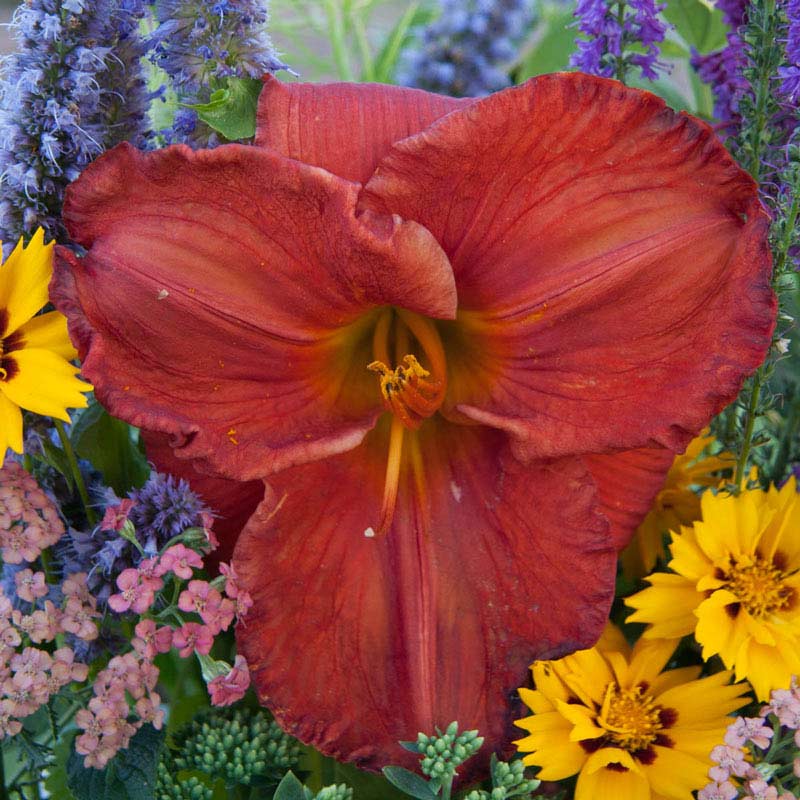 Desert Flame Daylily