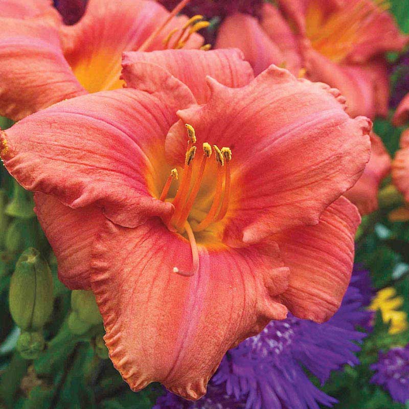 South Seas Reblooming Daylily