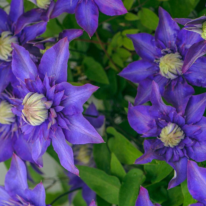 Multi Blue Clematis