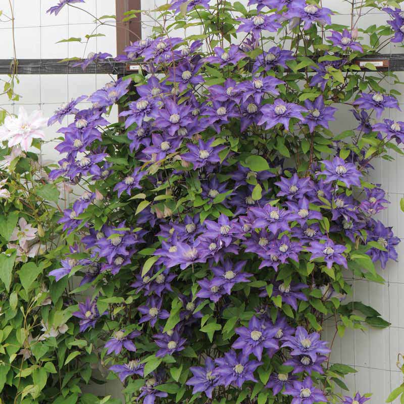 Multi Blue Clematis