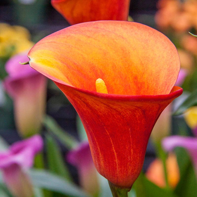 Flame Calla Lily - Tender Bulbs