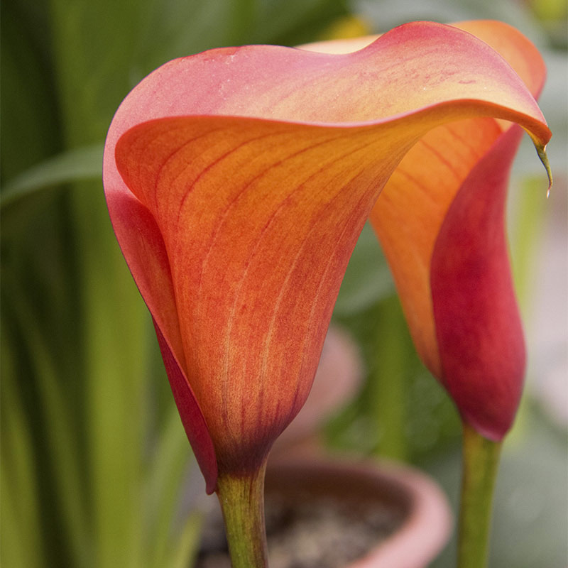 Flame Calla Lily - Tender Bulbs