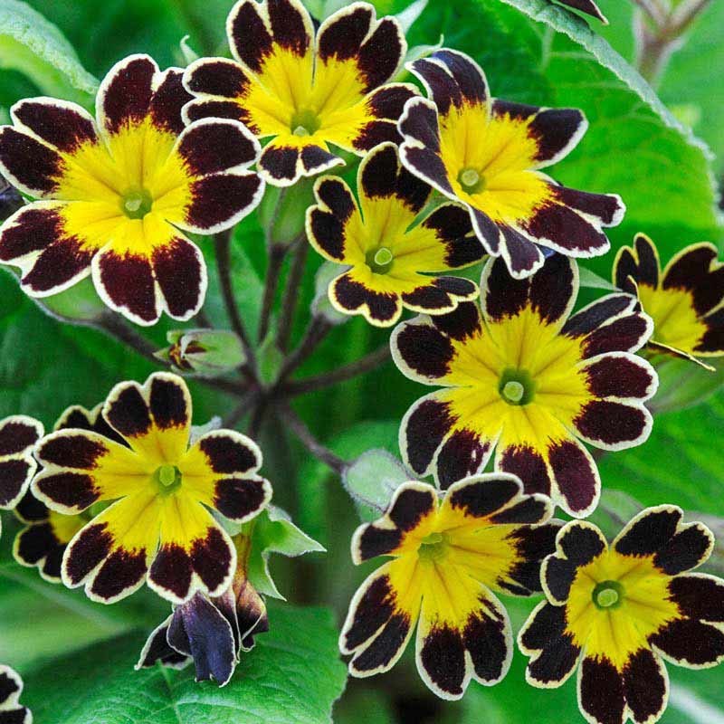 Bumble Bee Primrose