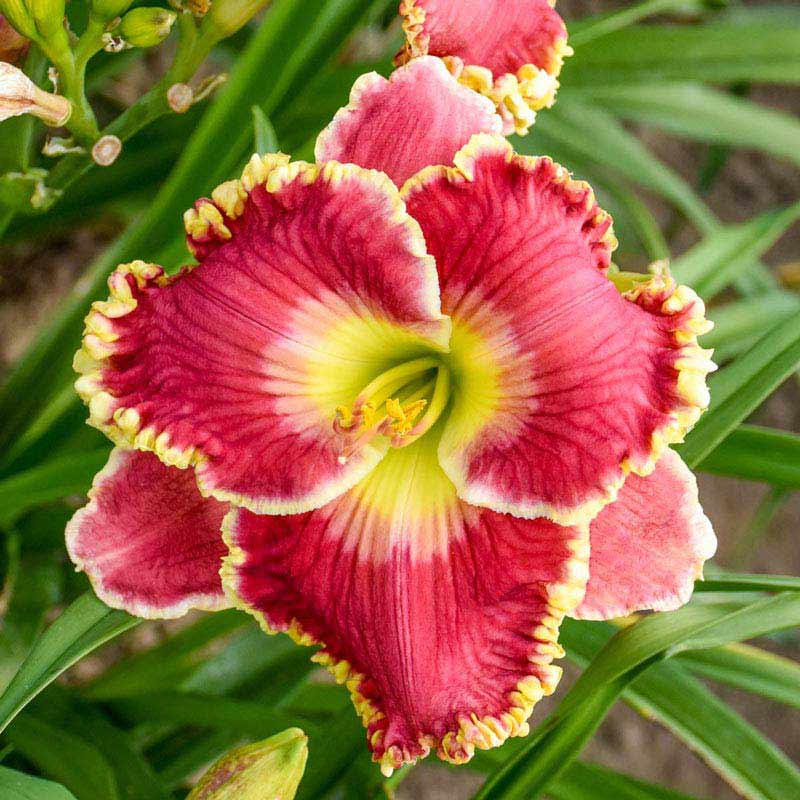 Born to Run Daylily - Buy Daylilies