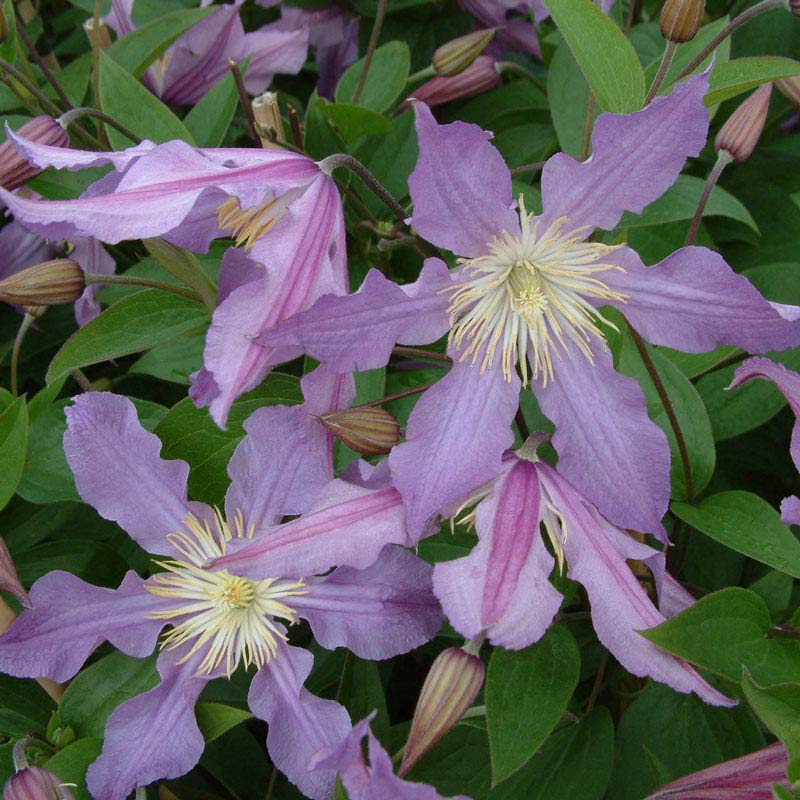 Clematis East River - Buy Clematis Vines