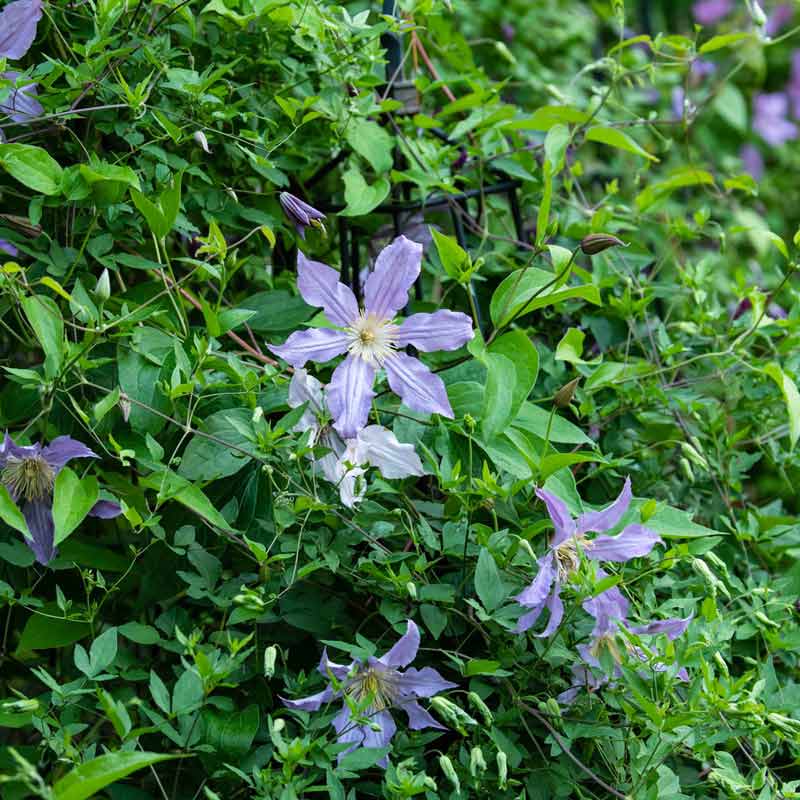 Clematis East River - Buy Clematis Vines