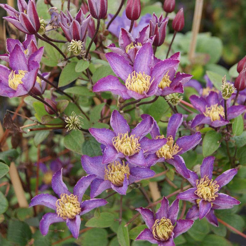 Clematis Exciting