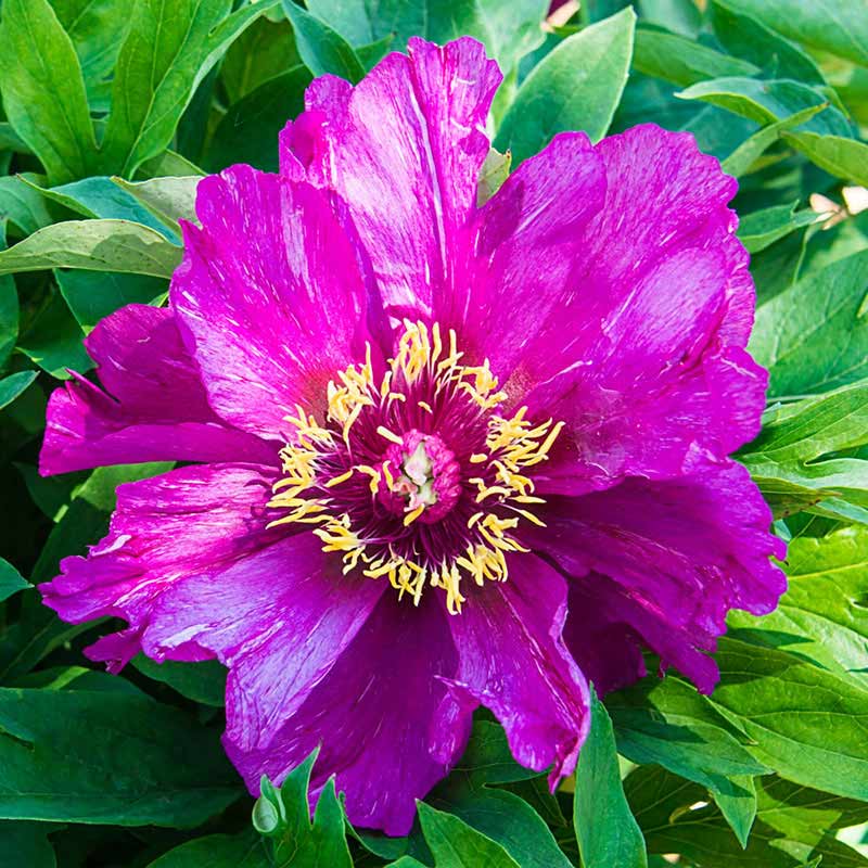 Morning Lilac Itoh Peony