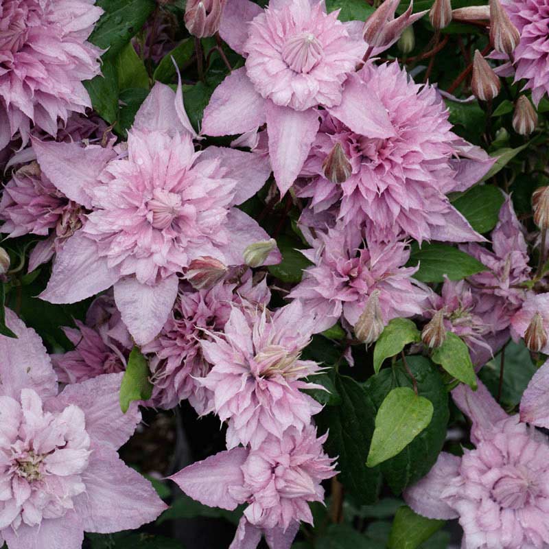 Clematis Multi Pink - Buy Clematis Vines