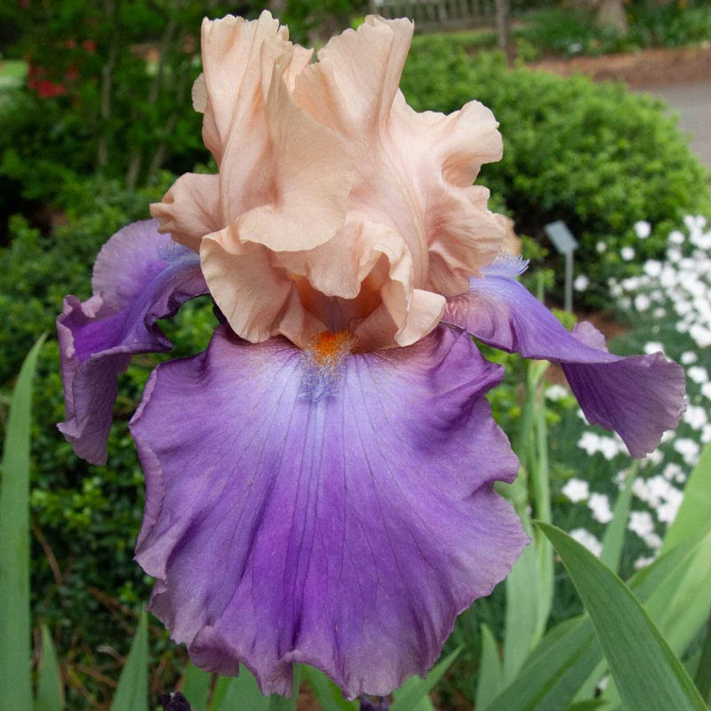 Poem of Ecstasy Reblooming Bearded Iris