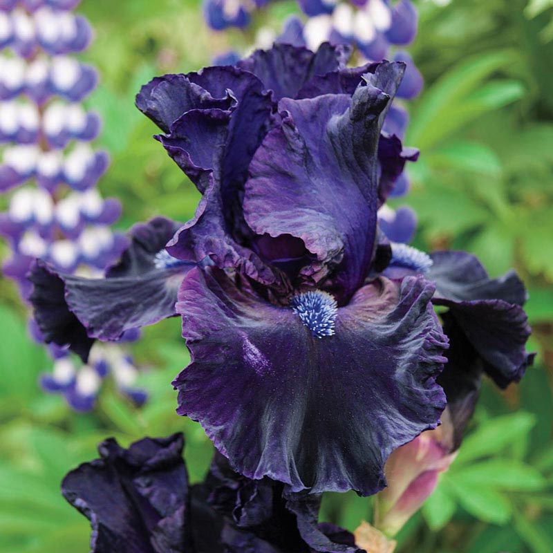 Obsidian Reblooming Bearded Iris