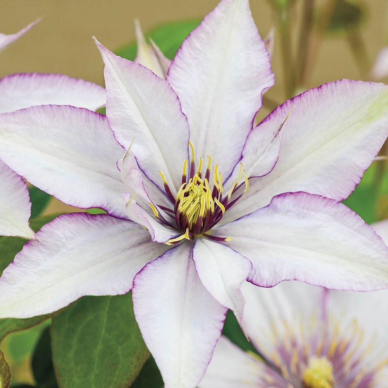 Samaritan Jo Clematis