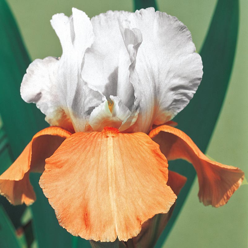 Invitation Reblooming German Iris