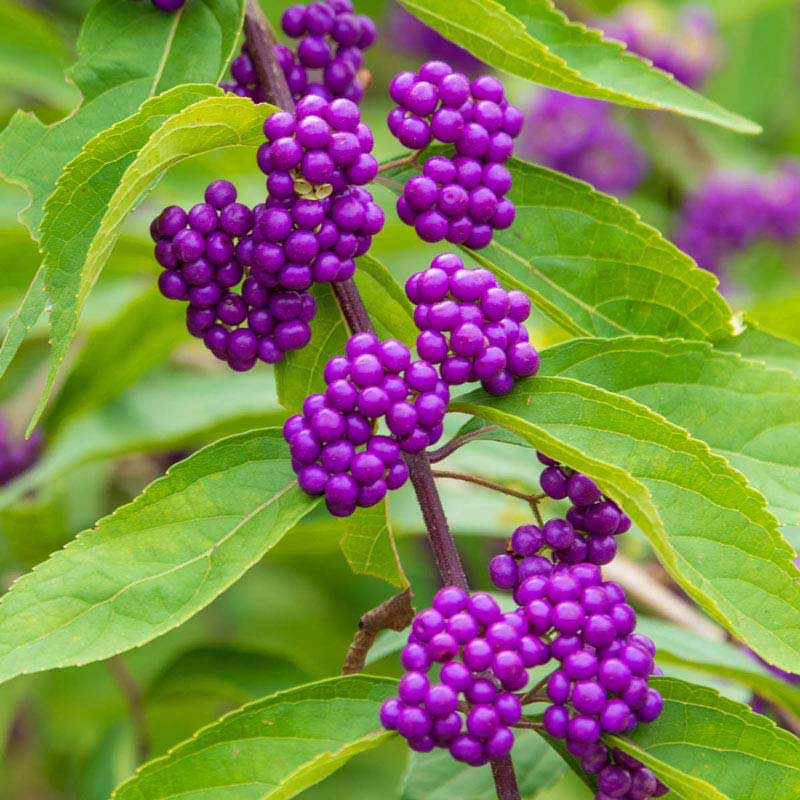 Early Amethyst Japanese Beautyberry