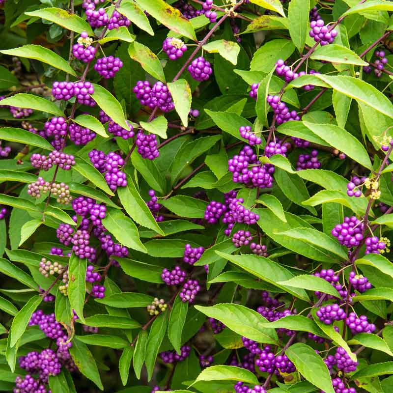 Early Amethyst Japanese Beautyberry