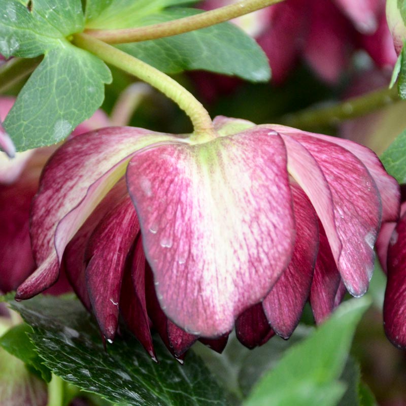 Blushing Bridesmaid Lenten Rose