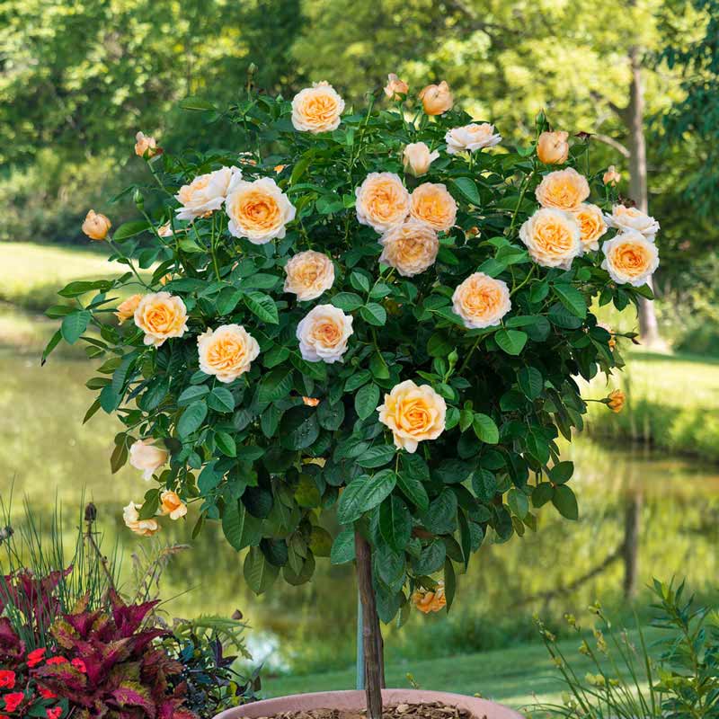 Edith's Darling Tree Rose