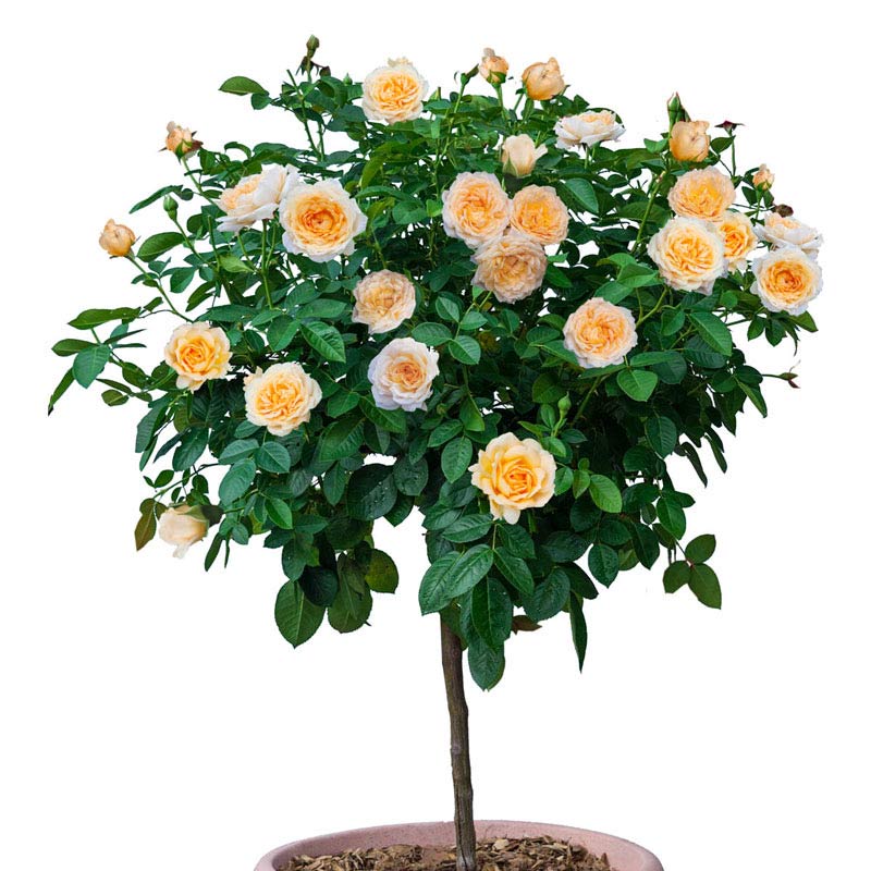 Edith's Darling Tree Rose