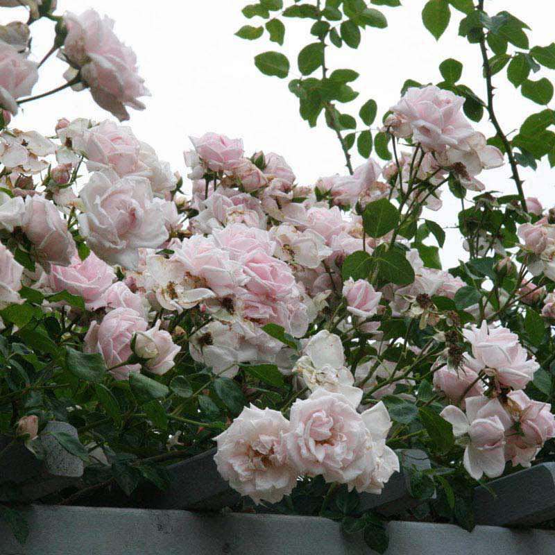 New Dawn Climbing Rose - Shop Roses