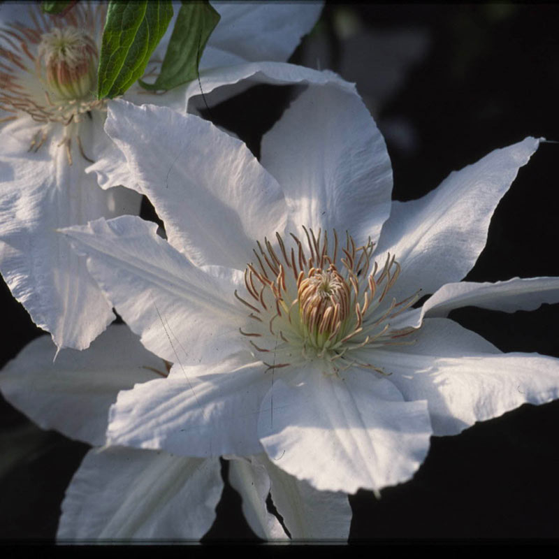 Clematis Hyde Hall - Buy Clematis Vines