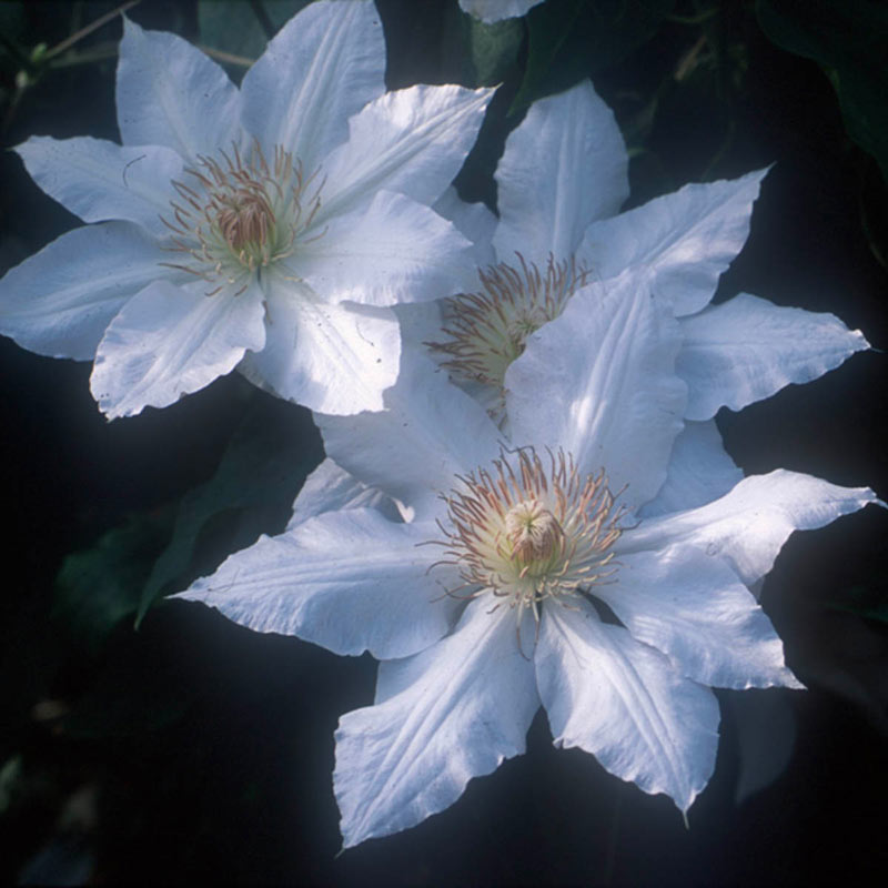 Clematis Hyde Hall - Buy Clematis Vines