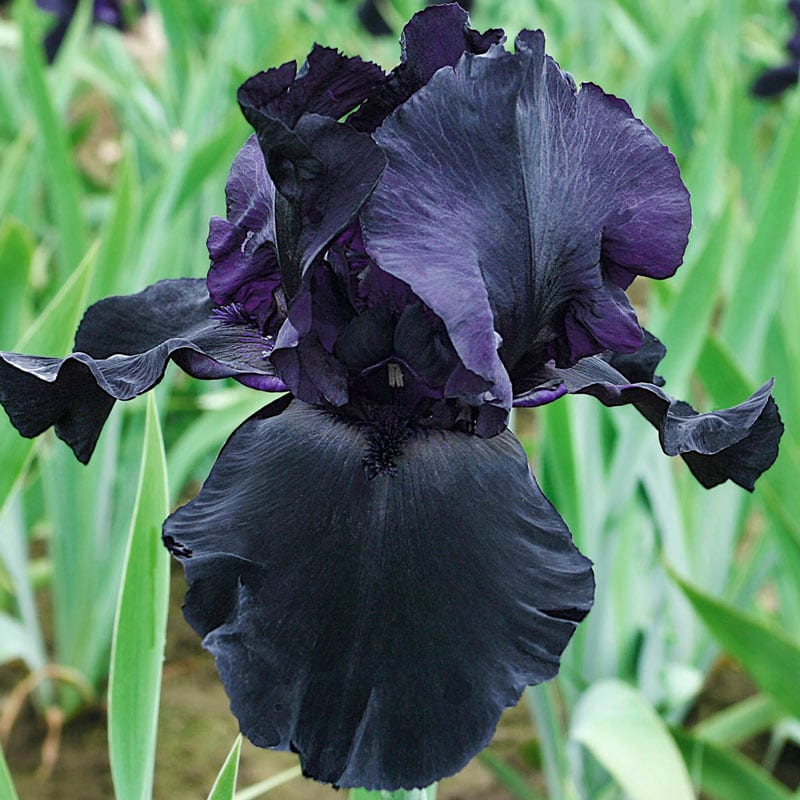 Blackwater Bearded Iris - Shop Irises