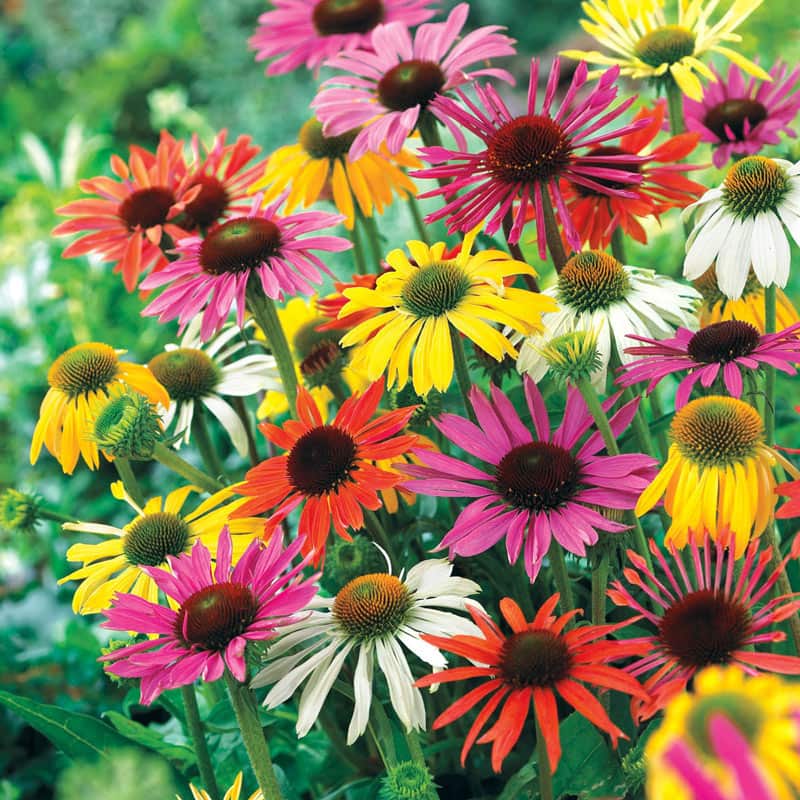 Hybridizer's Mix Coneflower