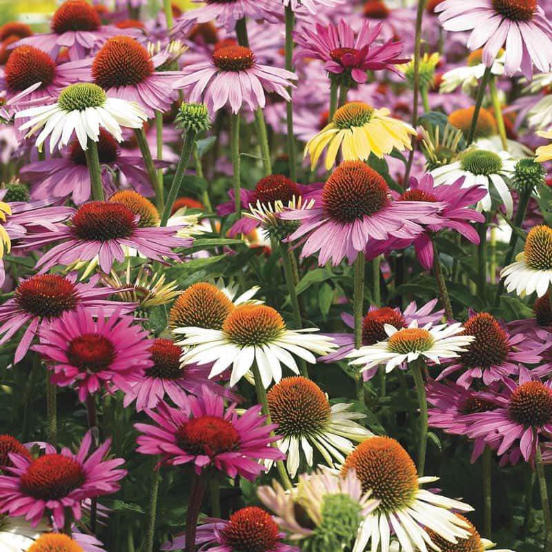 Hybridizer's Mix Coneflower