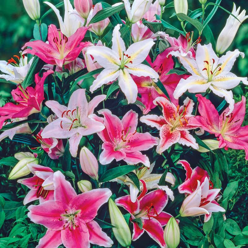 Oriental Border Lilies Mix - Buy Lily Bulbs
