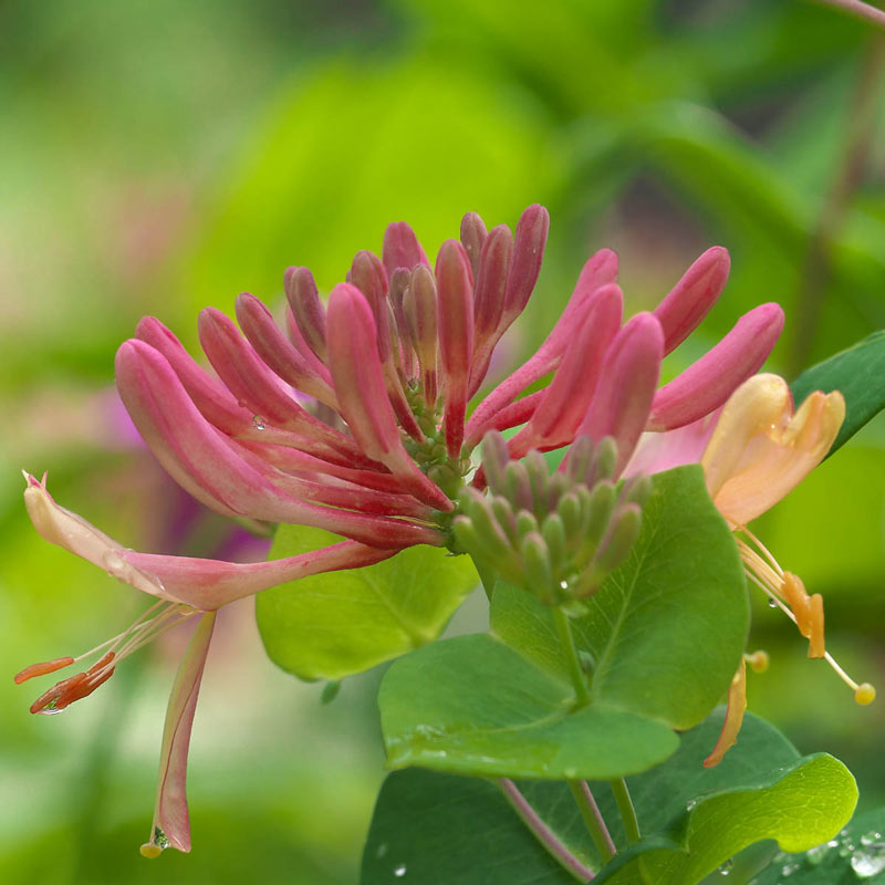 Goldflame Honeysuckle