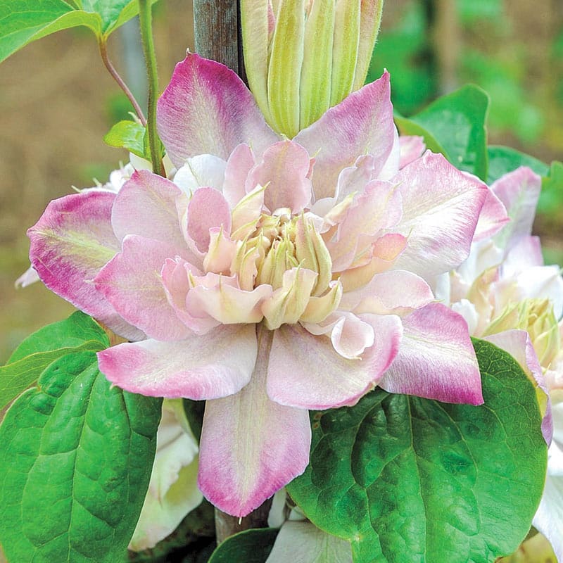 Innocent Blush Clematis