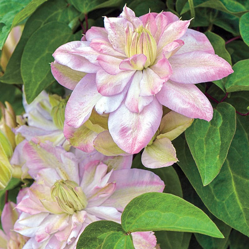 Innocent Blush Clematis