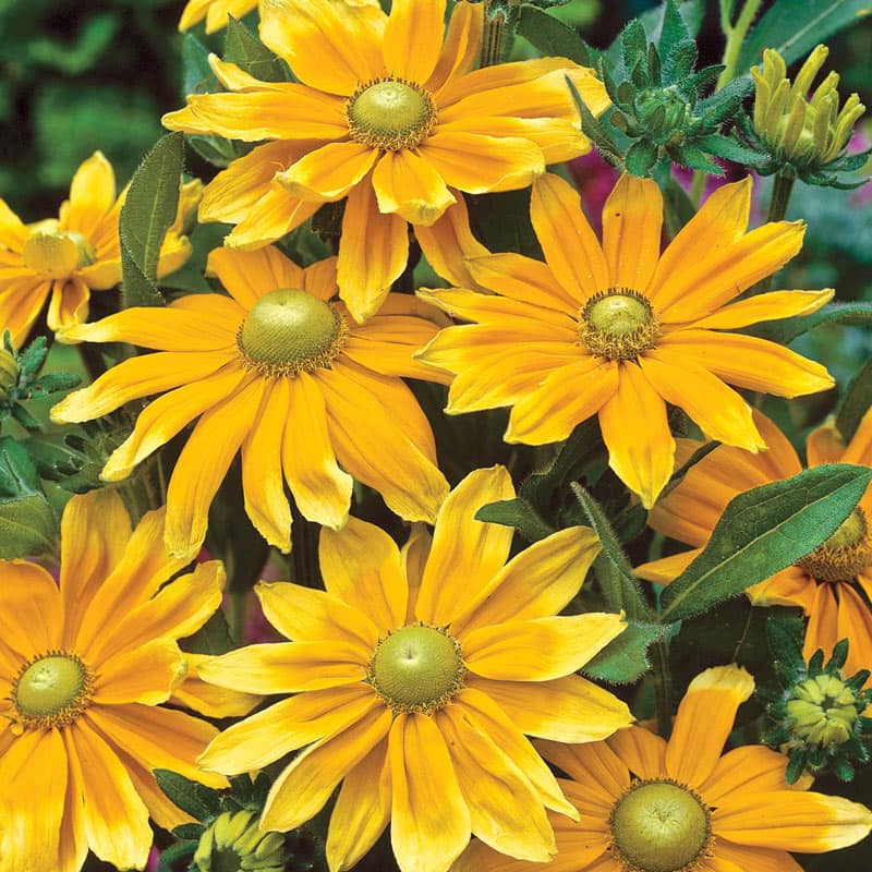 Prairie Sun Rudbeckia