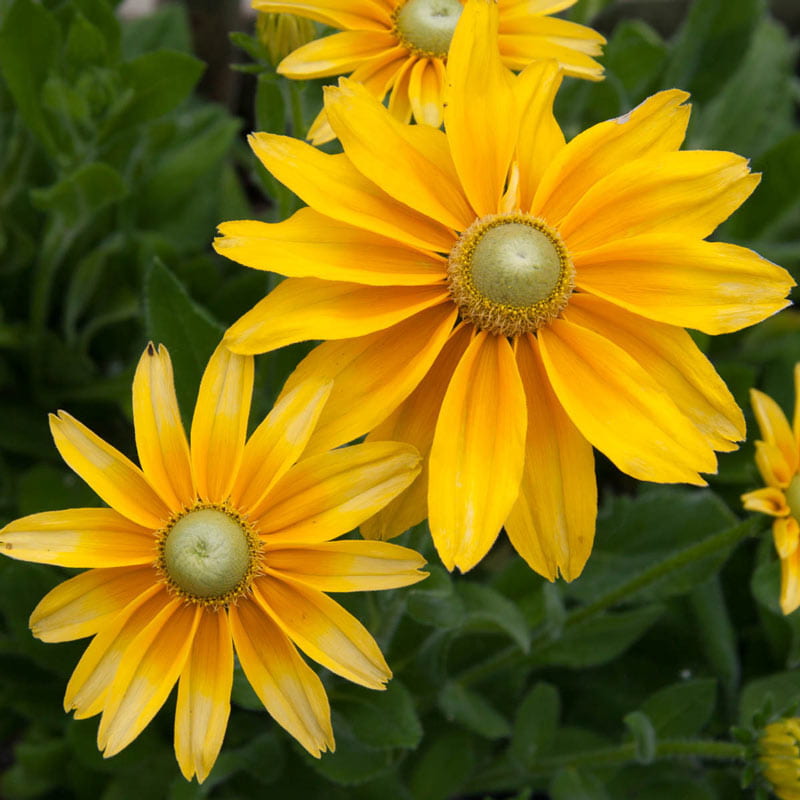 Prairie Sun Rudbeckia