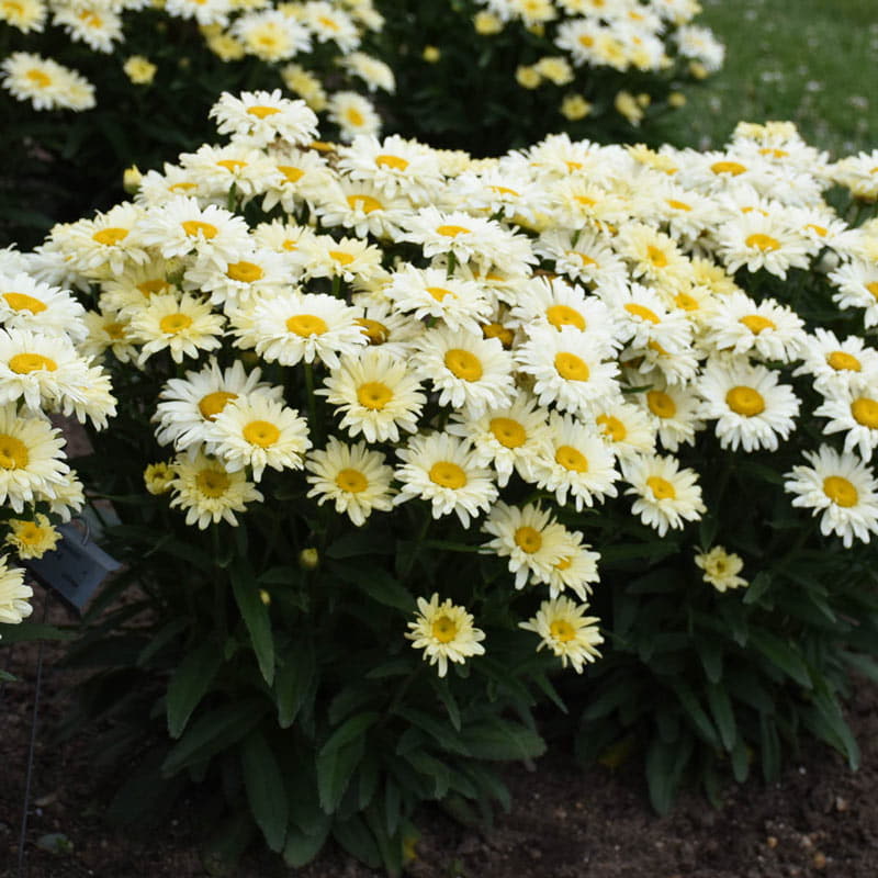 Banana Cream Shasta Daisy