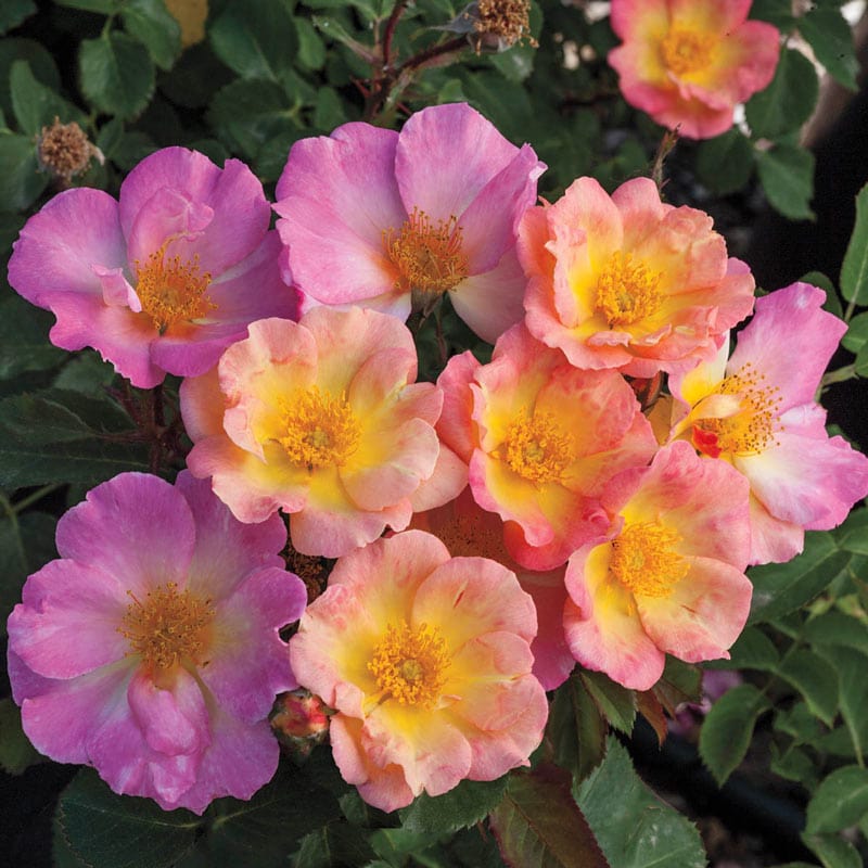 Rainbow Happy Trails Groundcover Rose