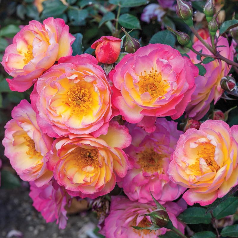 Rainbow Happy Trails Groundcover Rose