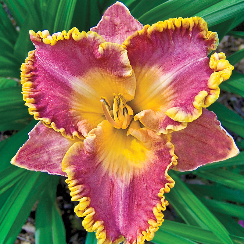 French Lingerie Daylily