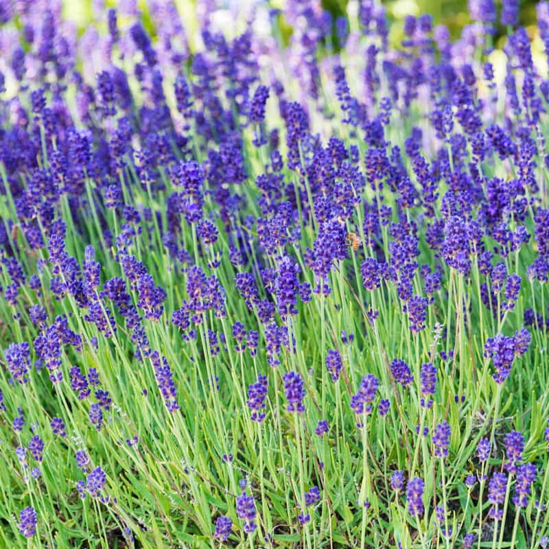 Phenomenal Lavender -  Phenomenal Lavender Plants