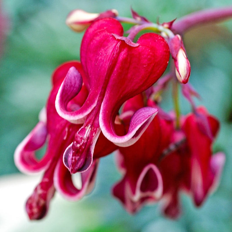 Burning Hearts Dicentra