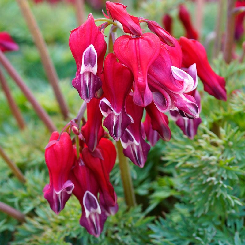 Burning Hearts Dicentra