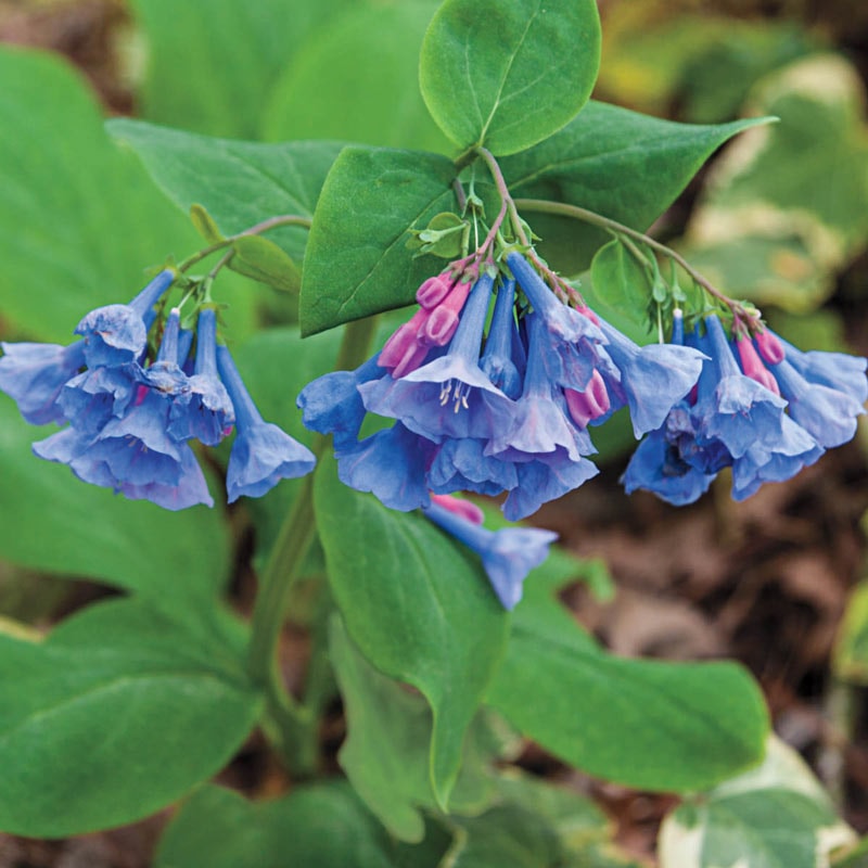 Virginia Bluebells