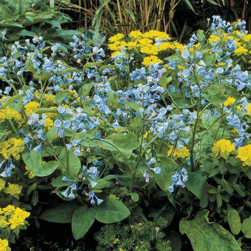 Virginia Bluebells