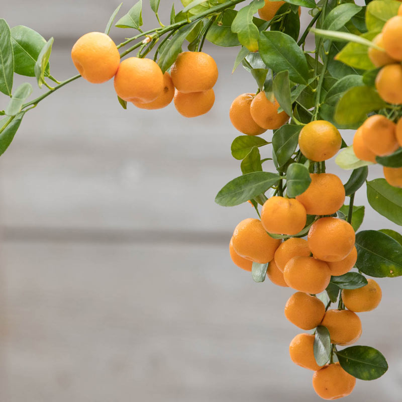 Calamondin Orange Tree