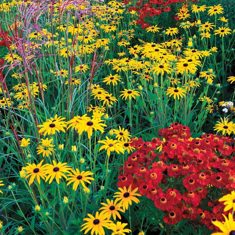 Modern Prairie Garden