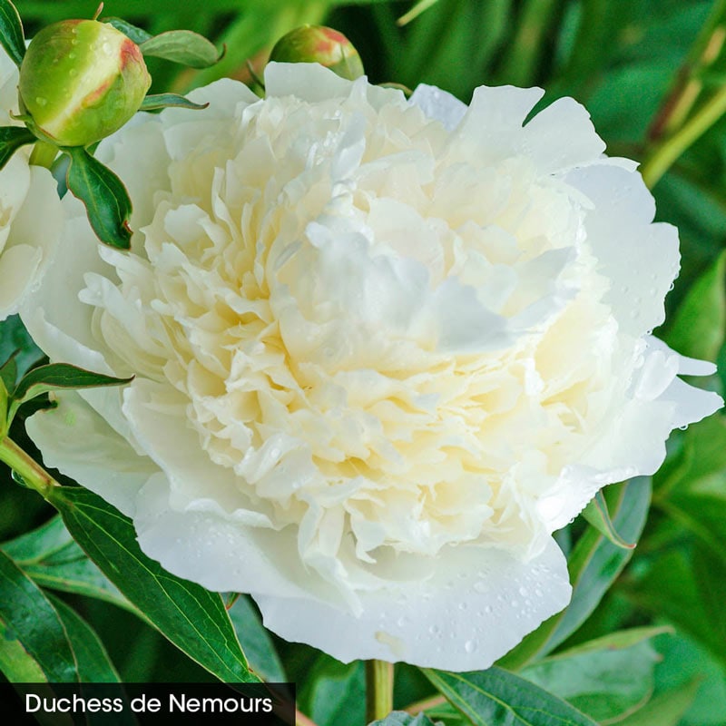 Seriously Fragrant Peony Collection