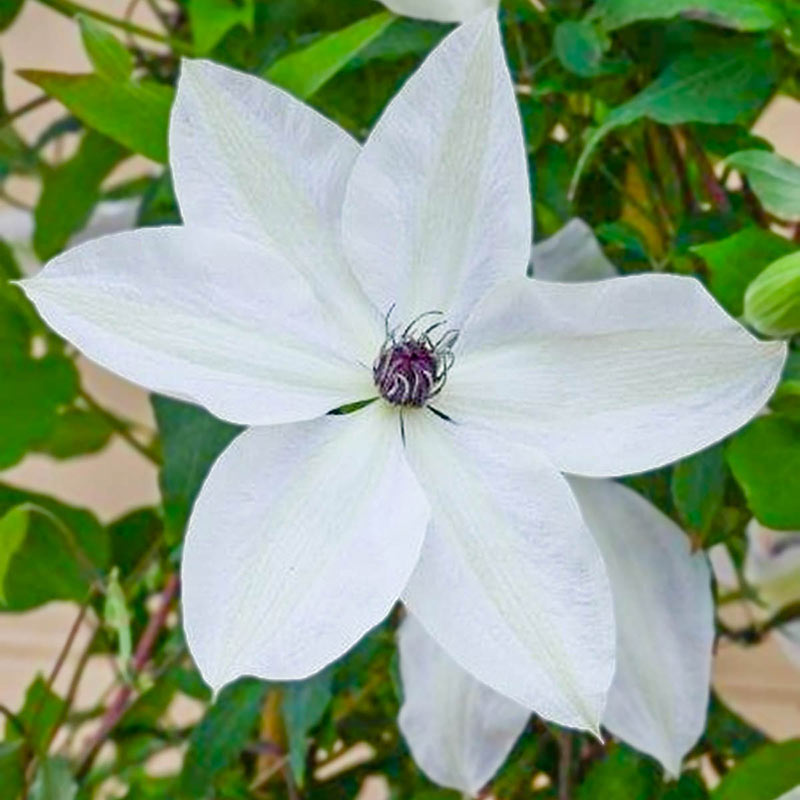 Clematis Tsukiko - Shop White Clematis