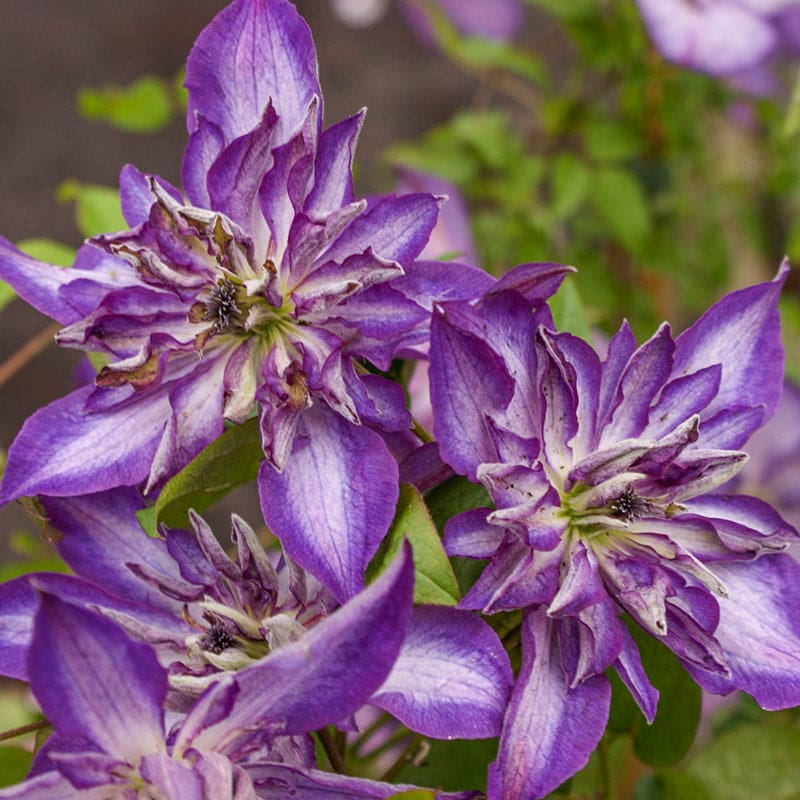 Clematis Astra Nova - Shop Clematis