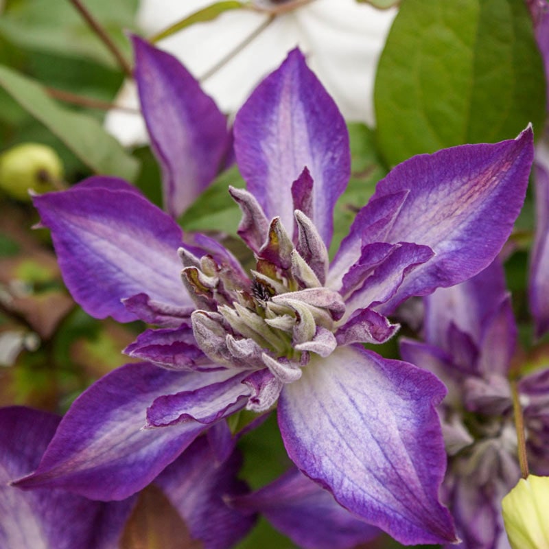 Clematis Astra Nova - Shop Clematis