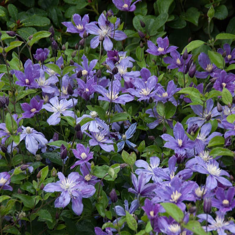 Clematis Arabella - Buy Clematis Vines